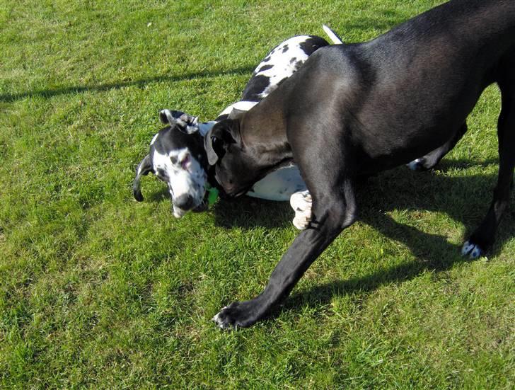 Grand danois Felix *AFLIVET* billede 5