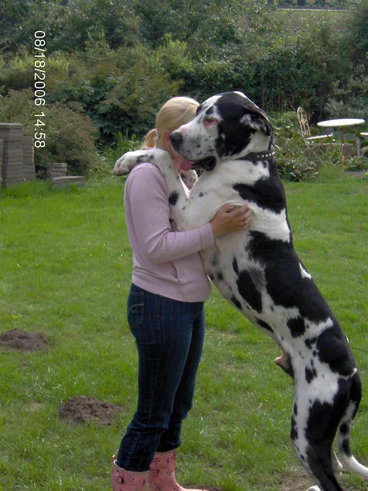 Grand danois Felix *AFLIVET* billede 6