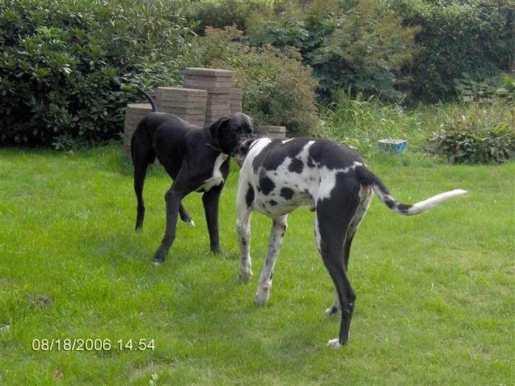 Grand danois Felix *AFLIVET* billede 7