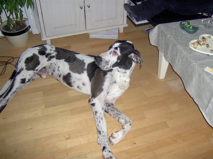 Grand danois Felix *AFLIVET* billede 9