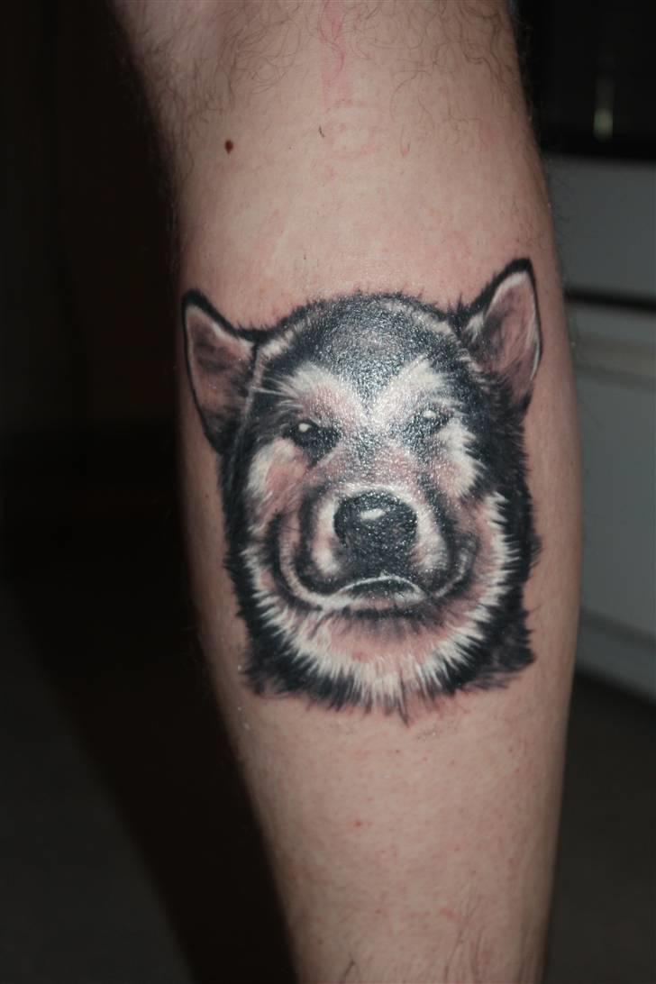 Alaskan malamute Bowie - Så hænger Bowie på far:-) billede 16