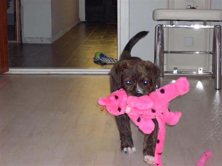 Blanding af racer Kato - Grr... jeg fik den billede 7