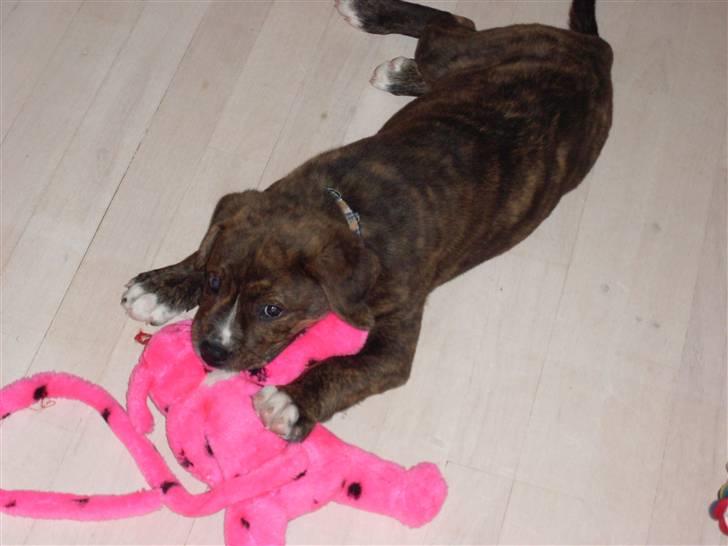 Blanding af racer Kato billede 8