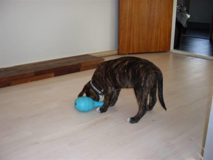 Blanding af racer Kato - uhm... jeg kan lugte godbidder.. mums billede 9