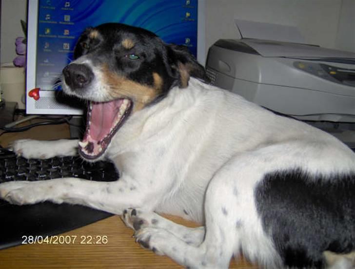 Dansk svensk gaardhund Tykke billede 1