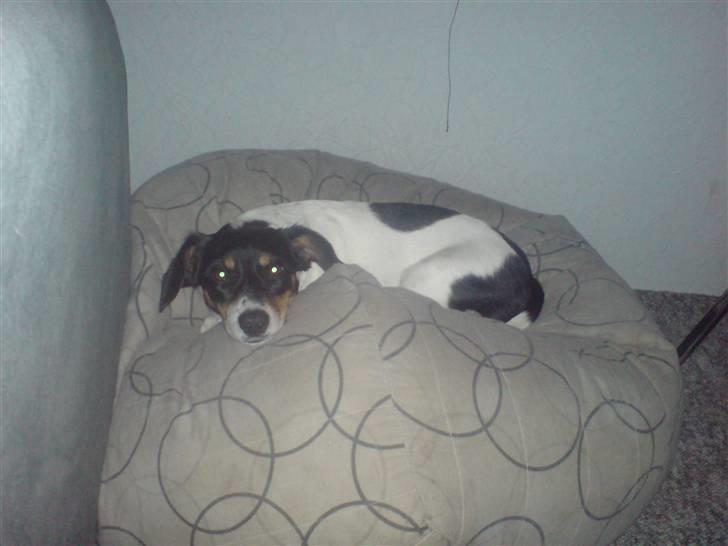 Dansk svensk gaardhund Tykke billede 2