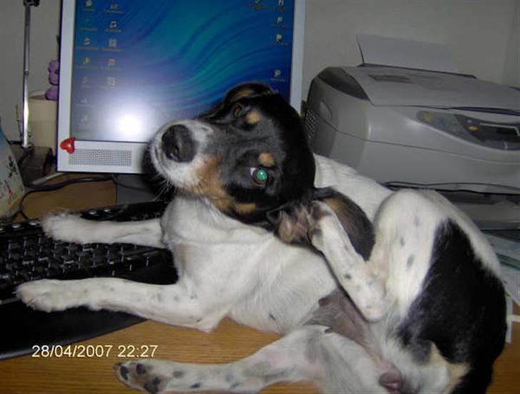 Dansk svensk gaardhund Tykke billede 3