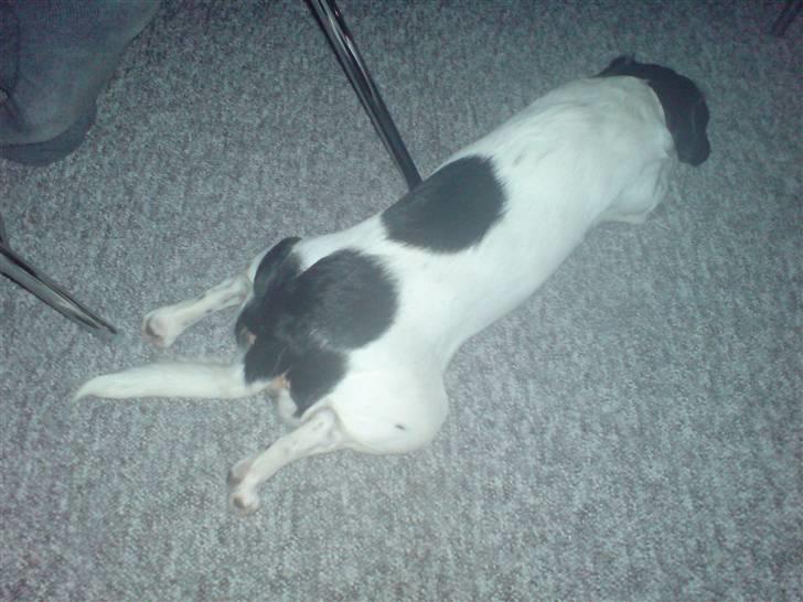 Dansk svensk gaardhund Tykke billede 4