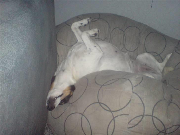 Dansk svensk gaardhund Tykke billede 5