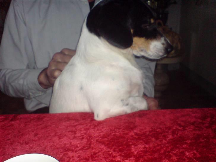 Dansk svensk gaardhund Tykke billede 6