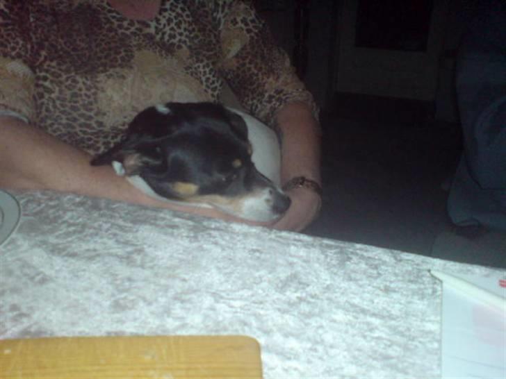 Dansk svensk gaardhund Tykke billede 7