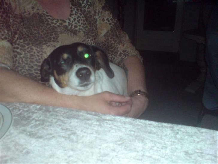 Dansk svensk gaardhund Tykke billede 8