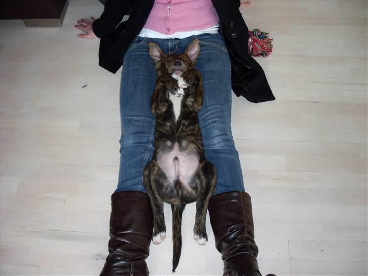 Blanding af racer Kato - Alle stillinger kan bruges når man ligger hos mor billede 10