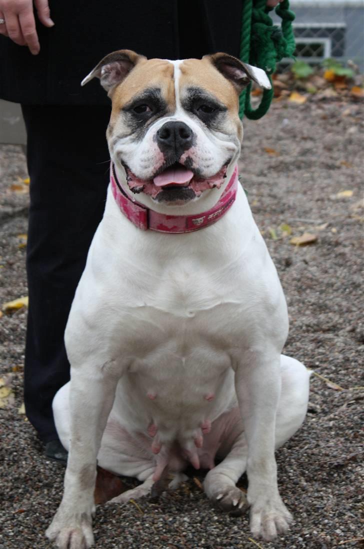 Amerikansk bulldog østergaard Simon aka Nala billede 4