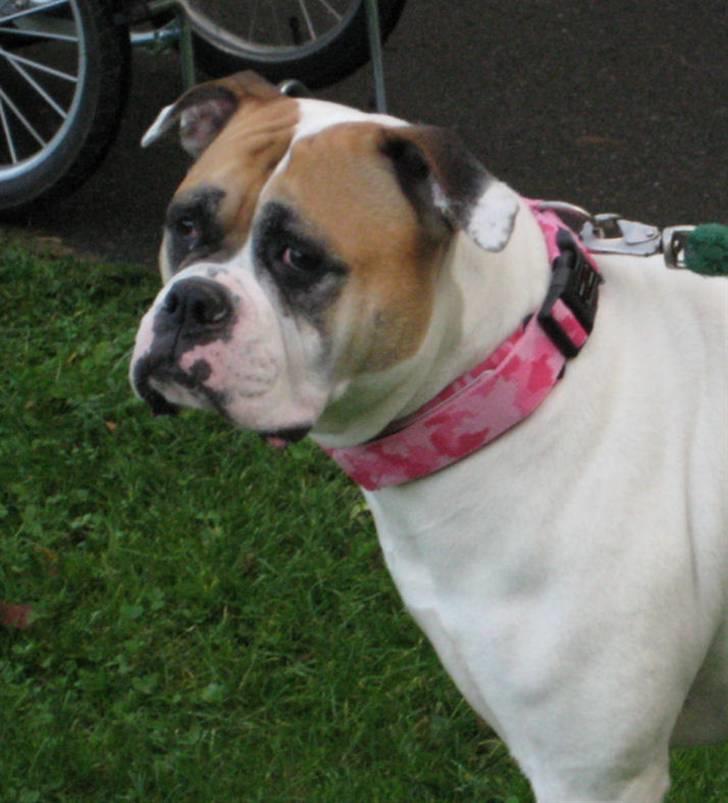 Amerikansk bulldog østergaard Simon aka Nala billede 5