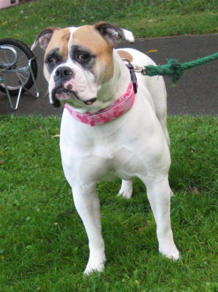 Amerikansk bulldog østergaard Simon aka Nala billede 6