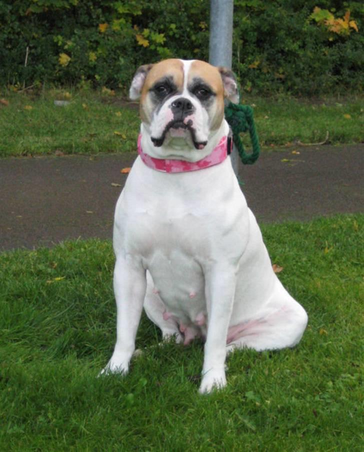 Amerikansk bulldog østergaard Simon aka Nala billede 7