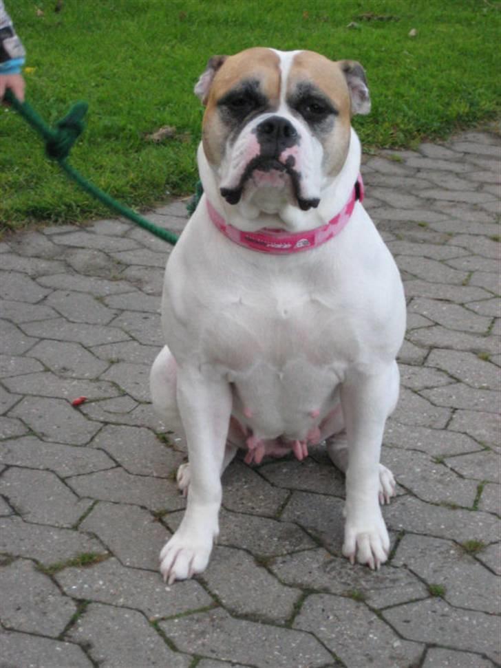 Amerikansk bulldog østergaard Simon aka Nala billede 8