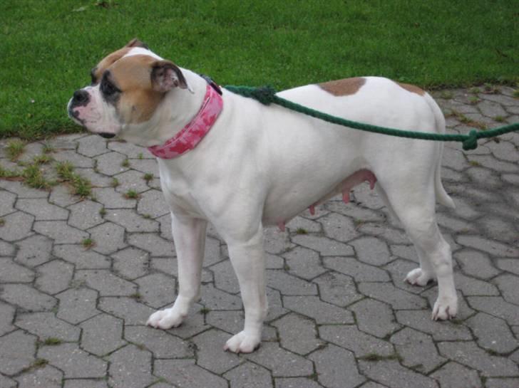 Amerikansk bulldog østergaard Simon aka Nala billede 9