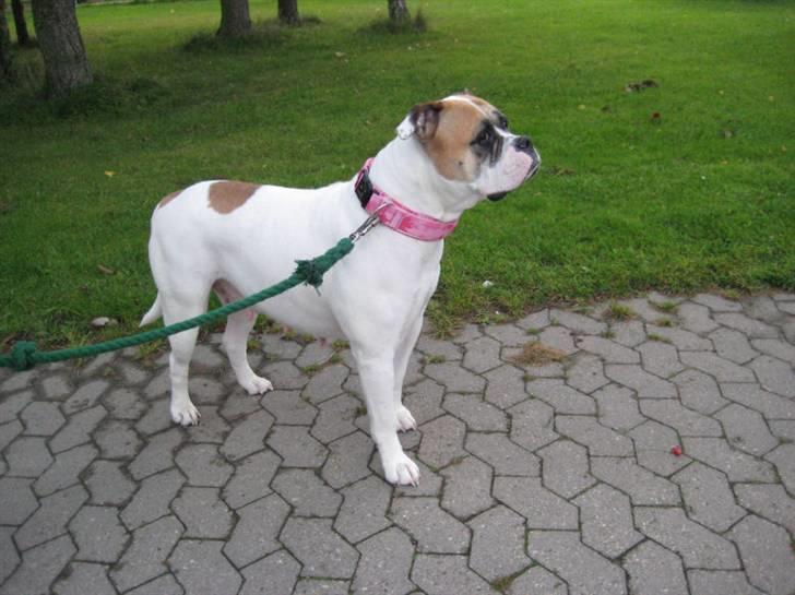 Amerikansk bulldog østergaard Simon aka Nala billede 10