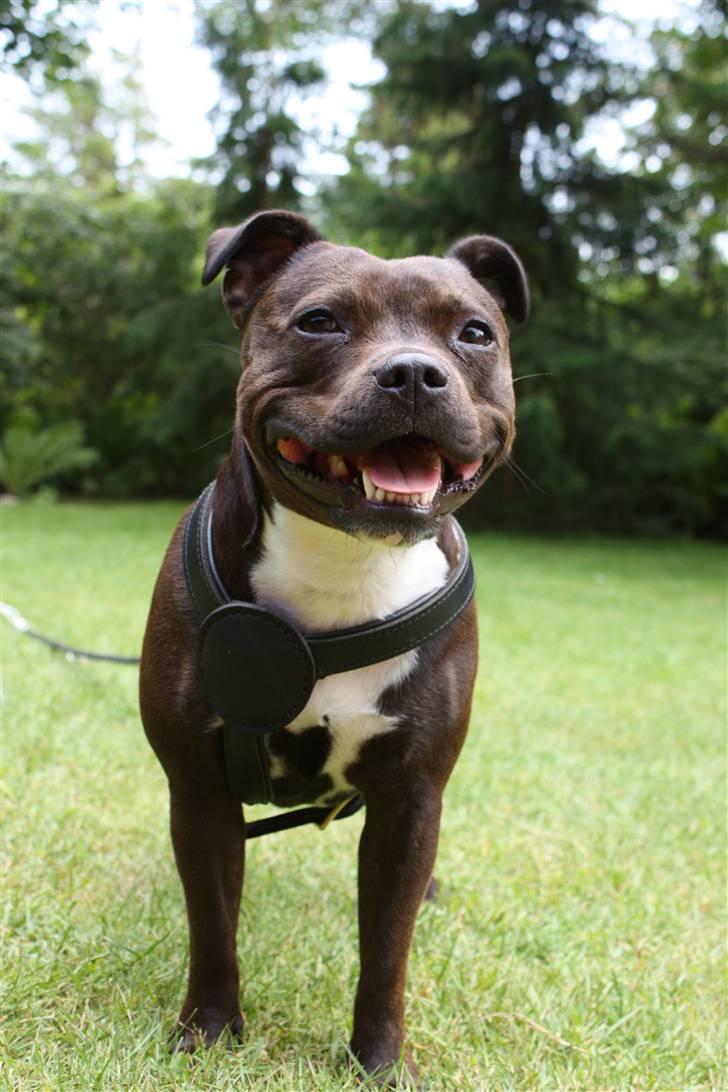 Staffordshire bull terrier Liva <3 - **NYT** 1. Juli 2009 billede 15