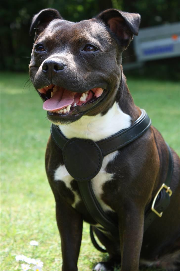 Staffordshire bull terrier Liva <3 - **NYT** 1. Juli 2009 billede 16