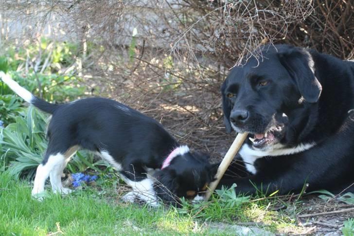 Blanding af racer Nemo - Tilde og Nemo .. Godmodige onkel Nemo billede 14