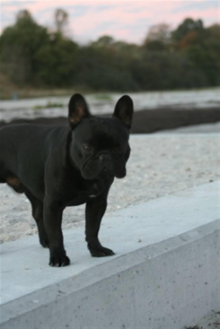 Fransk bulldog Adonis billede 1