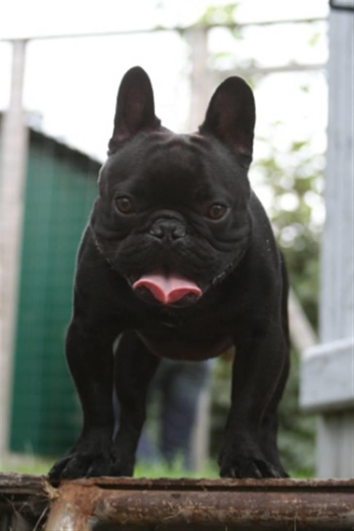 Fransk bulldog Adonis billede 9