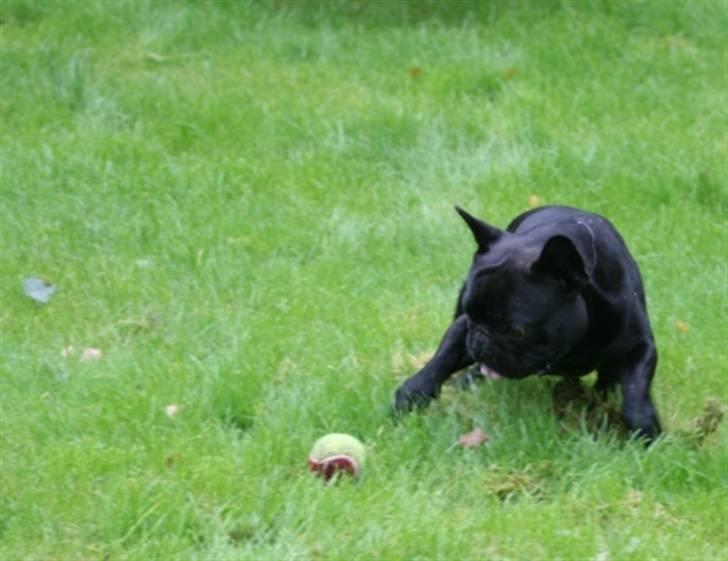 Fransk bulldog Adonis billede 10