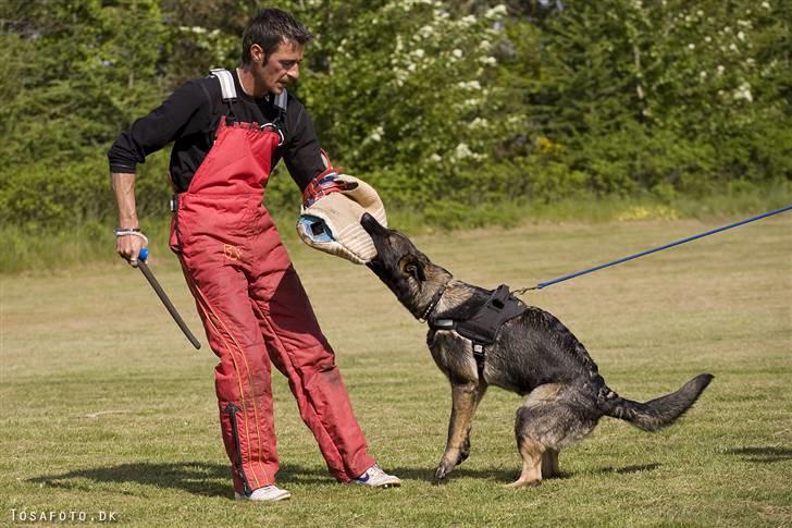 Schæferhund Hulgaard´s Leisa billede 8