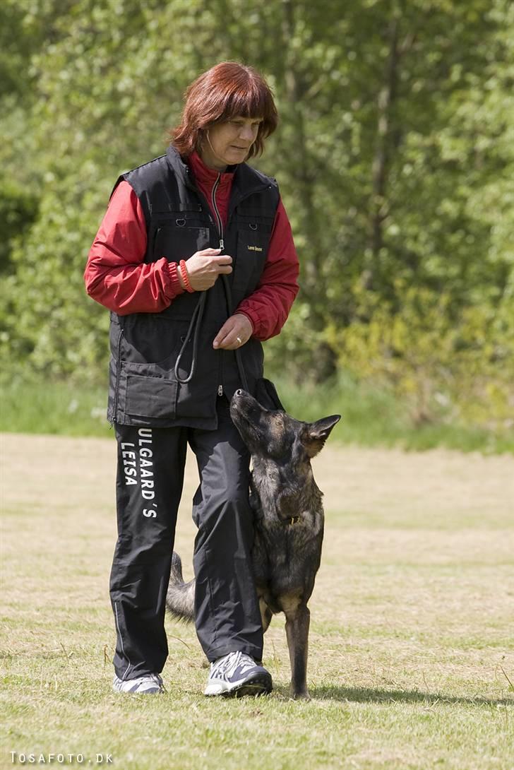 Schæferhund Hulgaard´s Leisa billede 9