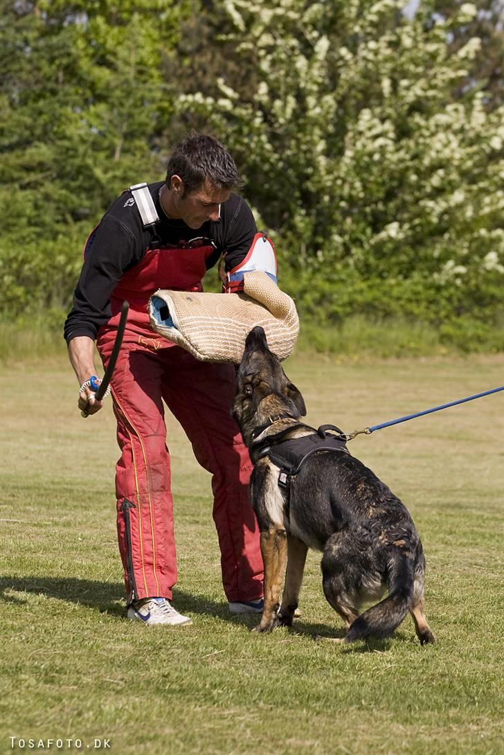 Schæferhund Hulgaard´s Leisa billede 10