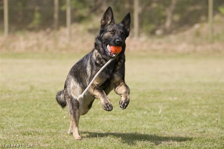 Schæferhund Hulgaard´s Leisa billede 11