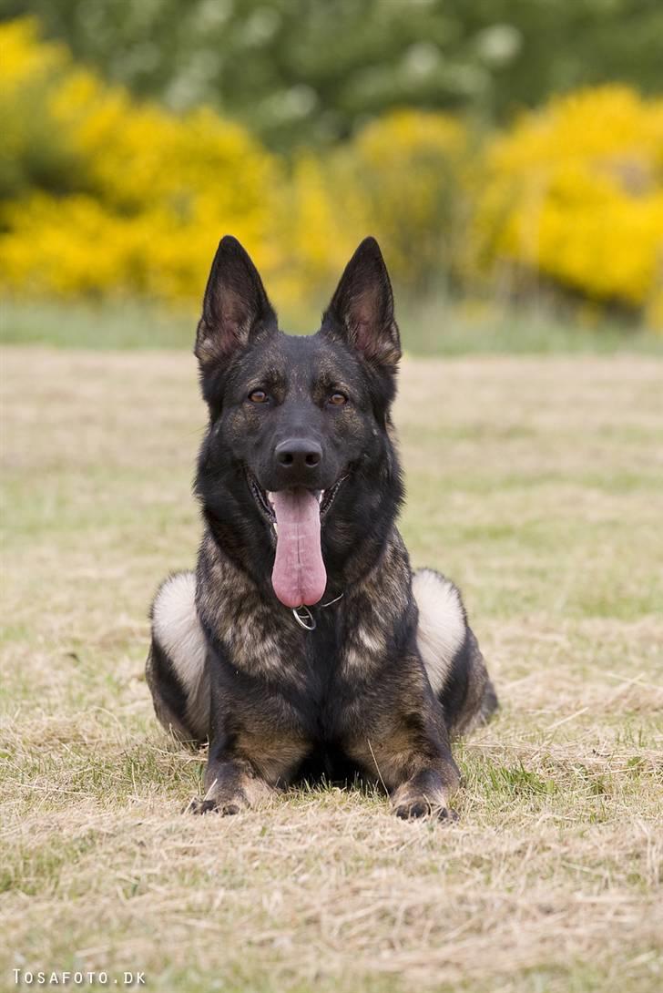 Schæferhund Hulgaard´s Leisa billede 13