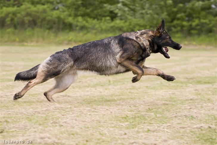 Schæferhund Hulgaard´s Leisa billede 14