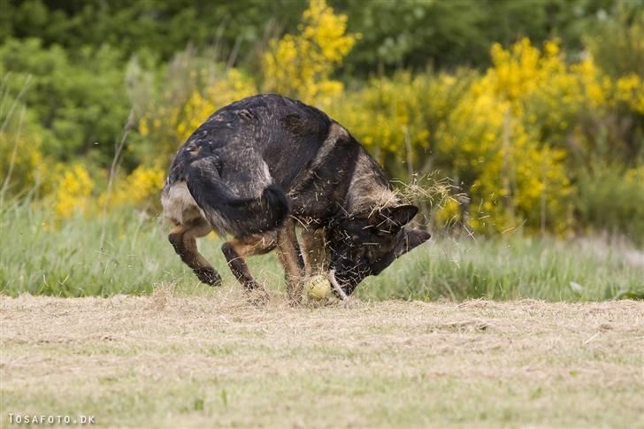 Schæferhund Hulgaard´s Leisa billede 15