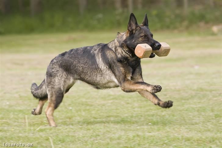 Schæferhund Hulgaard´s Leisa billede 16