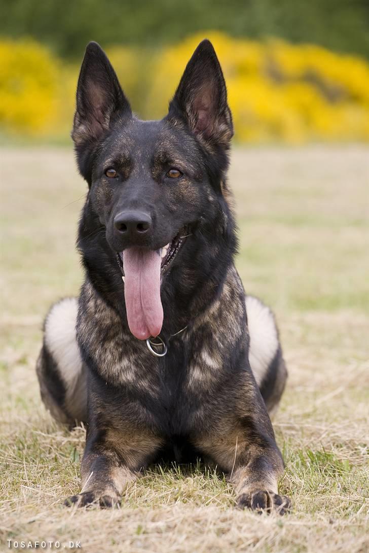 Schæferhund Hulgaard´s Leisa billede 18