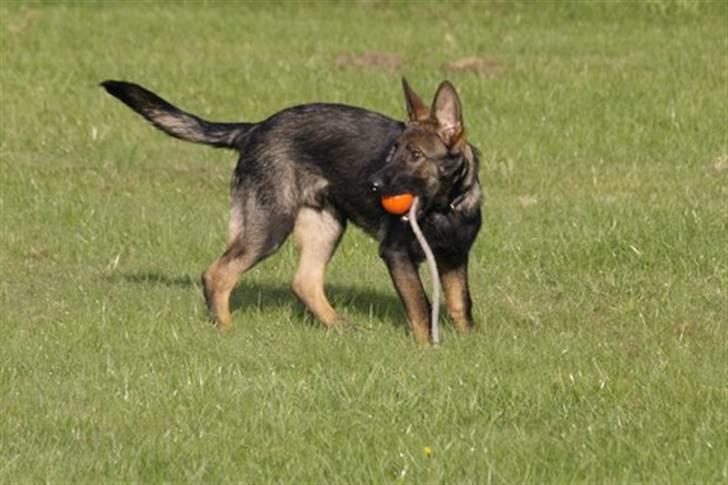 Schæferhund Hulgaard´s Leisa billede 19