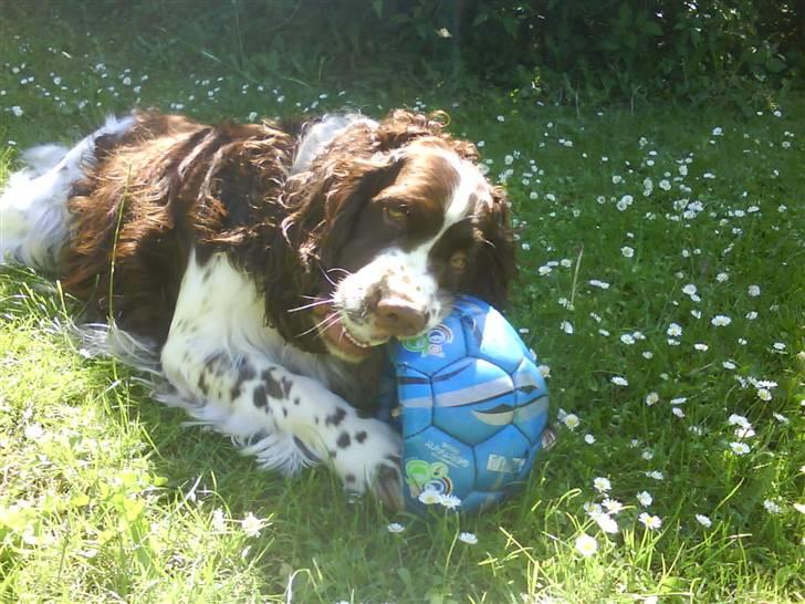 Engelsk springer spaniel Nemo  - Go´ bold billede 5