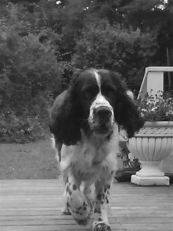 Engelsk springer spaniel Nemo  billede 6