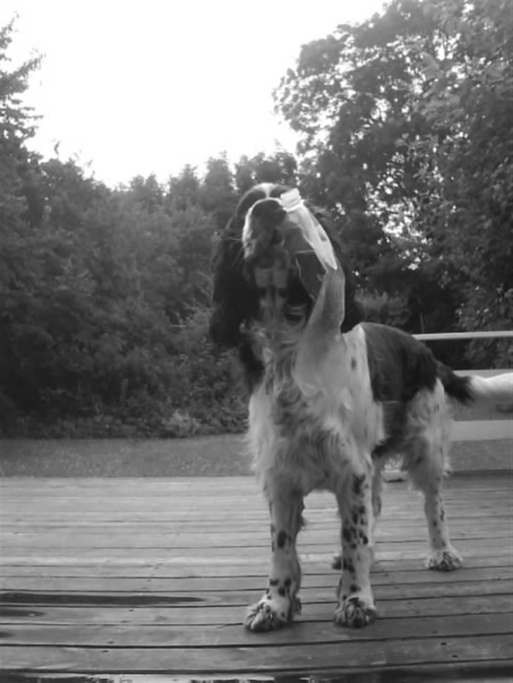 Engelsk springer spaniel Nemo  billede 7