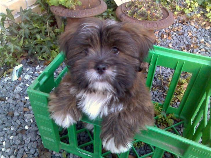 Lhasa apso sweet sa-li-ma's Gizmo billede 1