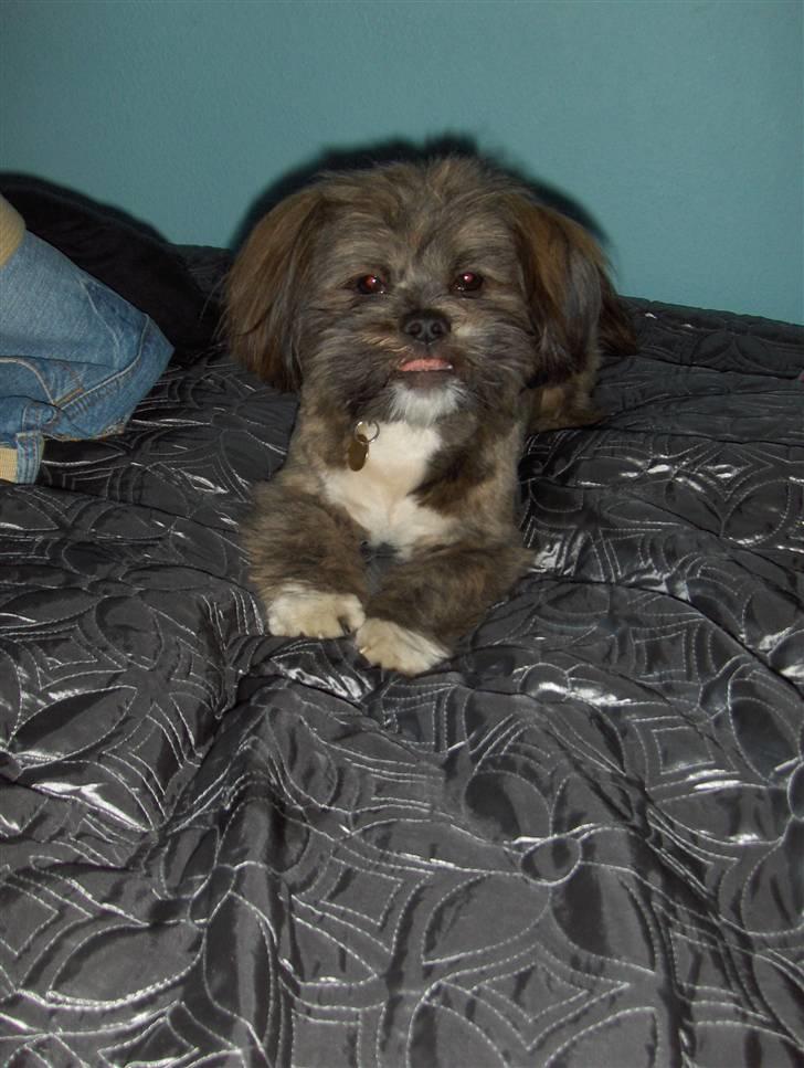 Lhasa apso sweet sa-li-ma's Gizmo billede 2