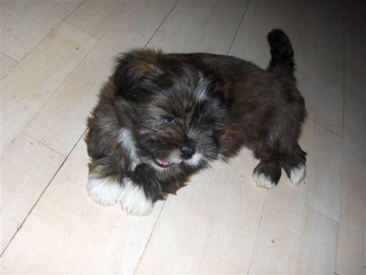 Lhasa apso sweet sa-li-ma's Gizmo billede 3