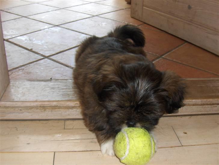 Lhasa apso sweet sa-li-ma's Gizmo billede 4