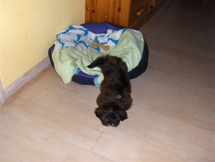 Lhasa apso sweet sa-li-ma's Gizmo billede 5