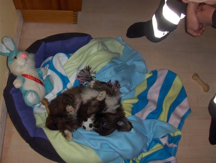 Lhasa apso sweet sa-li-ma's Gizmo billede 6