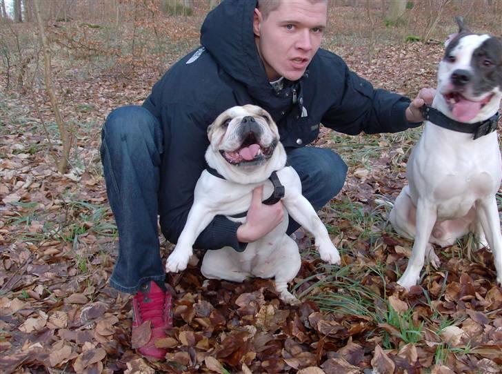 Engelsk bulldog frida billede 2